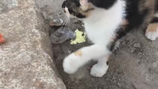 Kitten is very timid