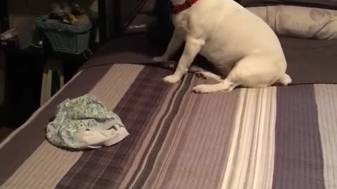 Jack Russell Talking Back!!!!!! Arguing with his mom!! So Sweet!!!!