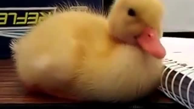 Confessions of a little yellow duck