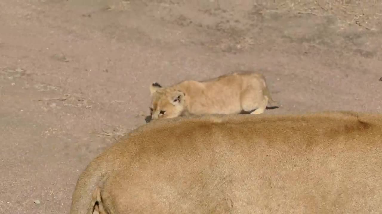 Baby Lions Having A Good Time With Mom