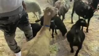 Horses and a petting zoo, the Beauty of a Gypsy Vanner