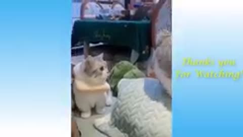 Funny and Cute Cat's Life 2021@