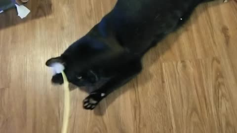 20240726 070544 Tux's Playground and Bird Noise Toy