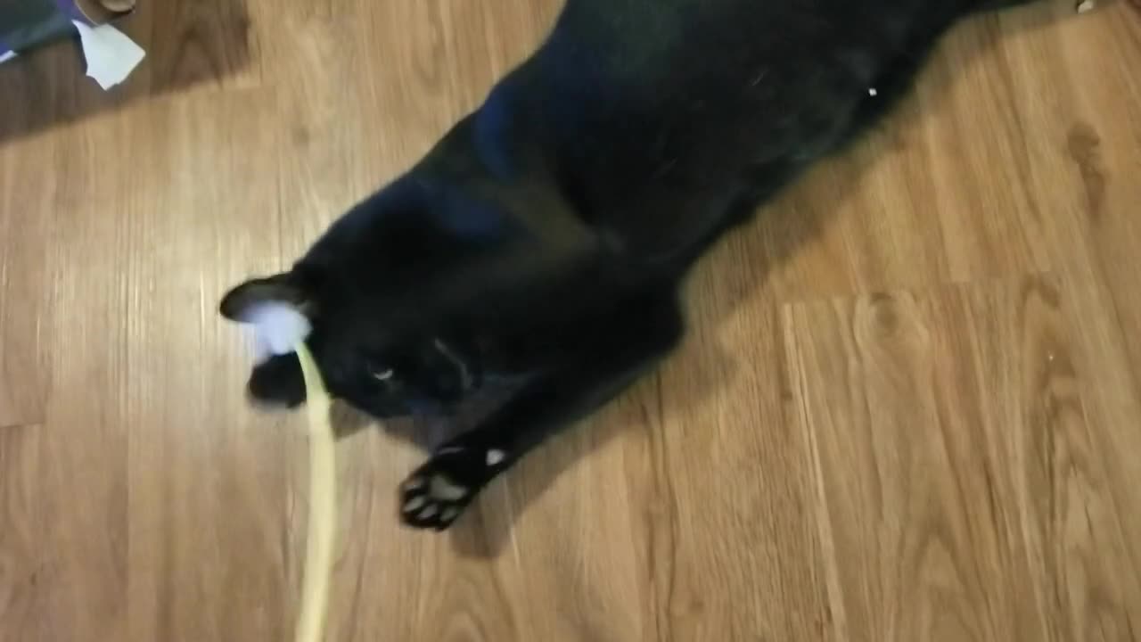 20240726 070544 Tux's Playground and Bird Noise Toy