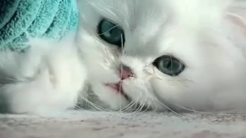 hey cutie cat!