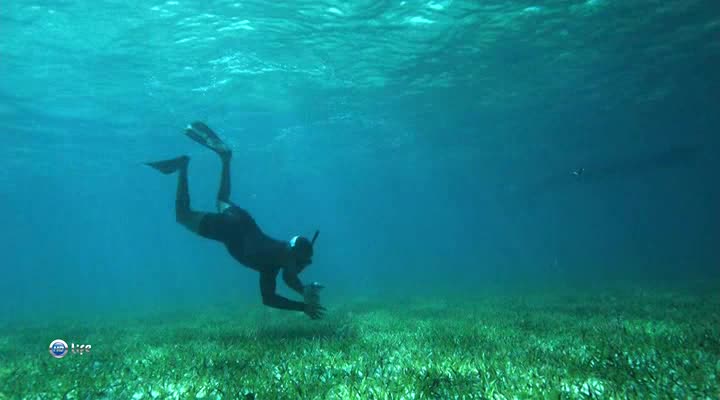 Divers pull seashells out of the water