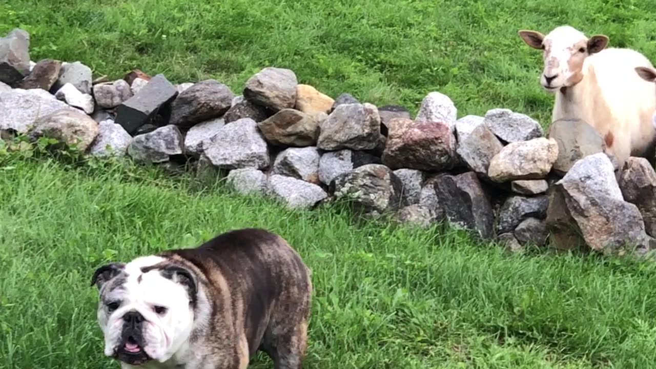 Bulldog Doesn't Appreciate Sheep