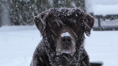 Dog very well in the Snow!