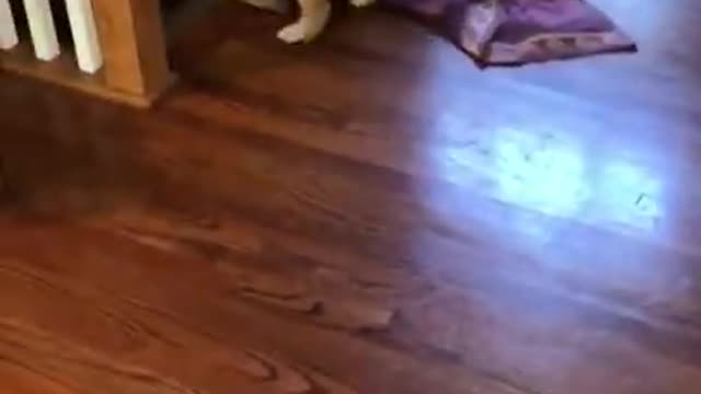 Dog discovers the stairs | Funny dog videos