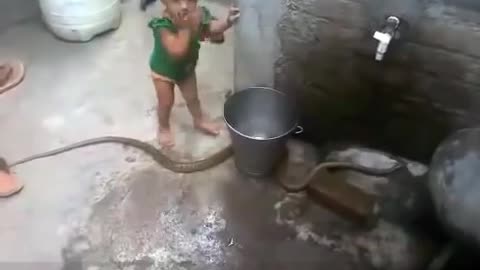 Child playing with toxic snake 🐍 king cobra amazing video