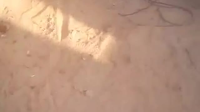 German dog learns to train
