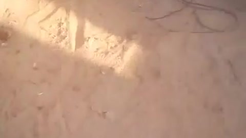 German dog learns to train