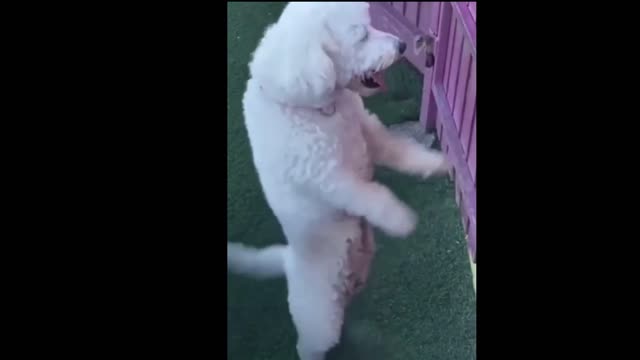 dogs dance