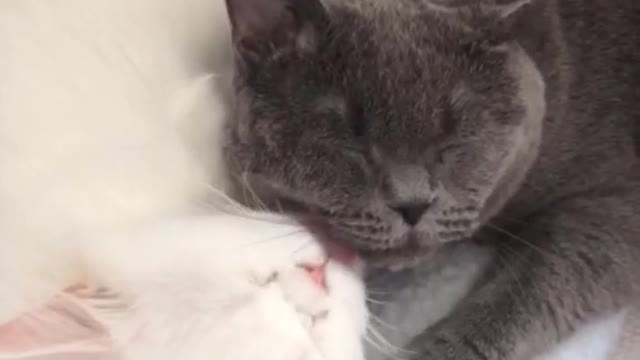 Black and white cats giving kisses resemble yin yang symbol