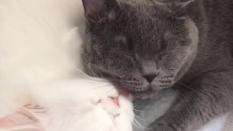 Black and white cats giving kisses resemble yin yang symbol