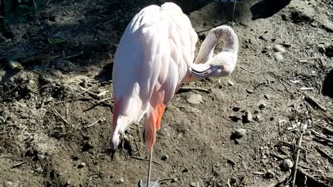 Two Flamingos Preening Themselves