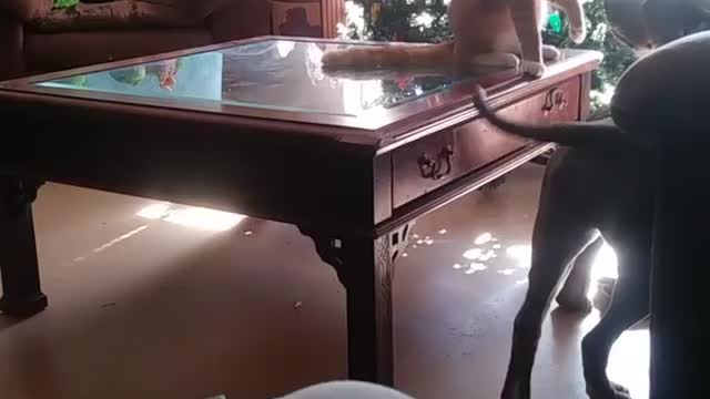 Orange cat on coffee table fights with grey dog