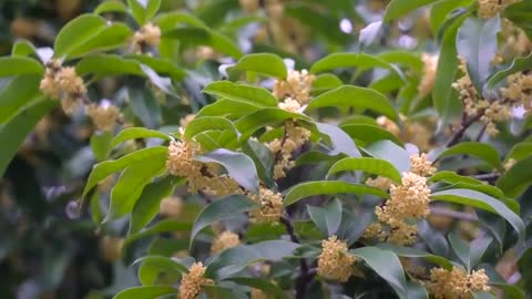 Osmanthus fragrans in October real video