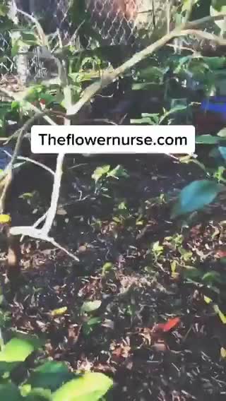 My Food Forest, A work in progress.