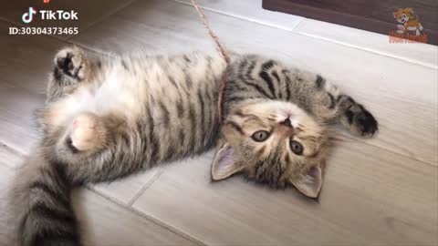 Cute cats and kittens doing funny things
