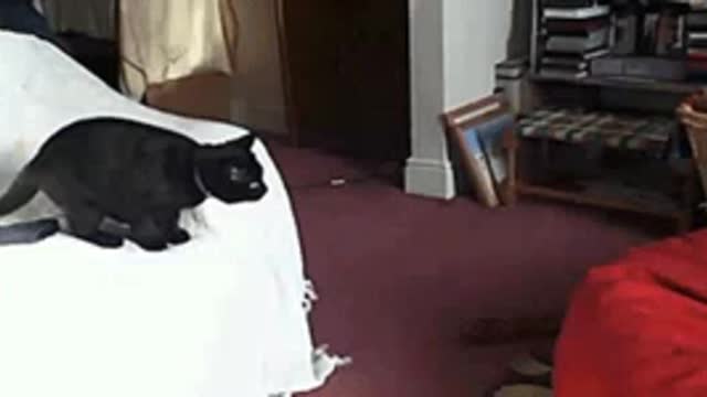 The naughty cat ....