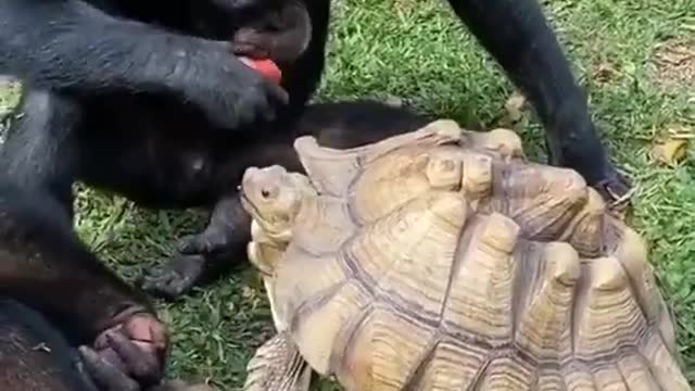 A chimpanzee sharing an apple with a turtle.😍🍏🐢