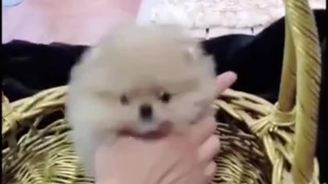 Baby Dog 🐶Cute Funny Video ....