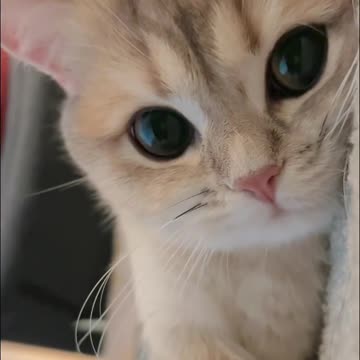 It's hard not to be attracted to cute cats