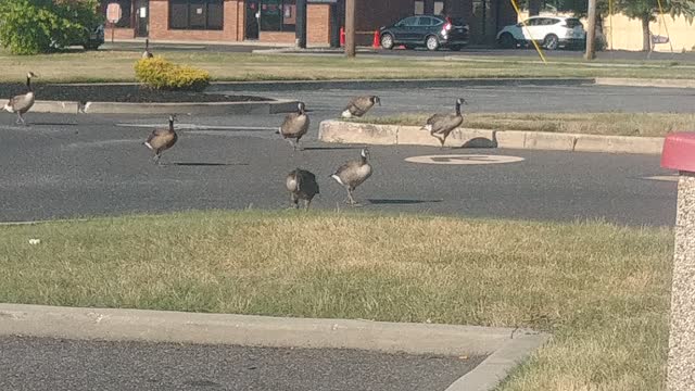 flock of geese by jack the Irish wolfhound