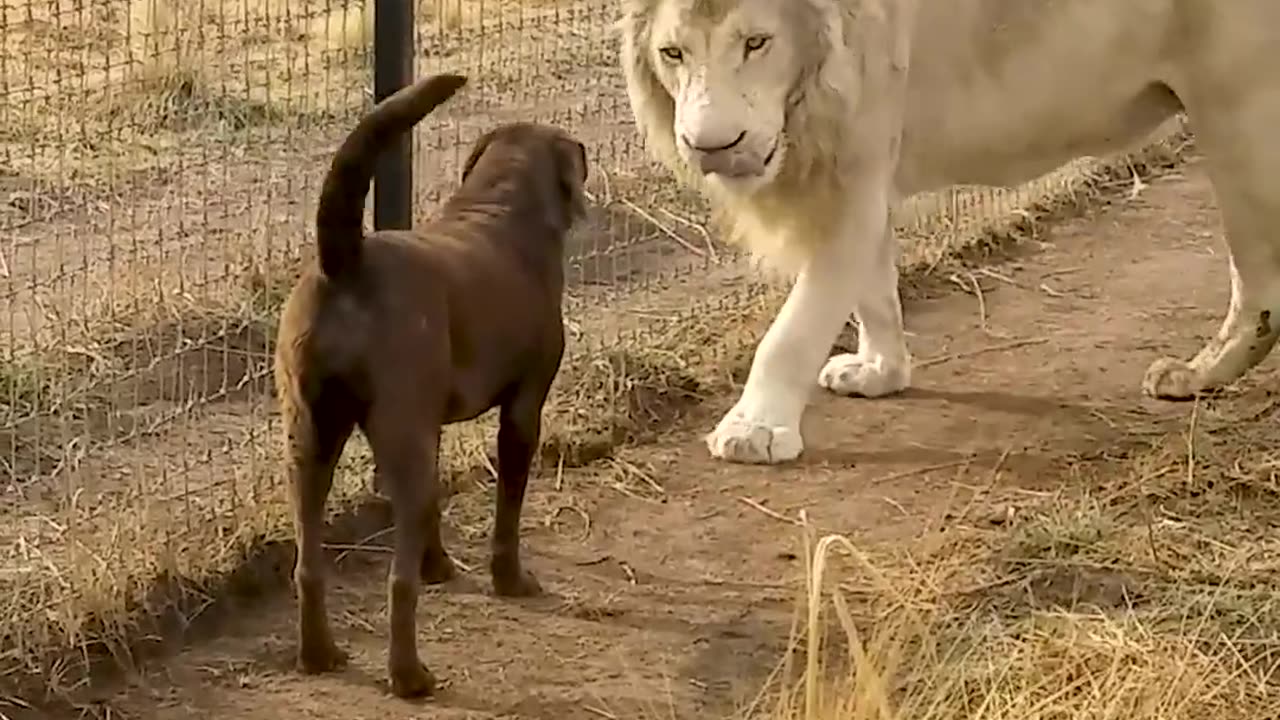 Cute Lion Gives Smooches to Puppy's Paw!