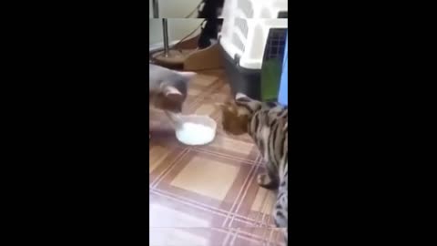 Funny animals - Funny cats / dogs - Funny animal videos 2023