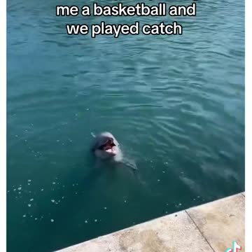 Dolphin frens