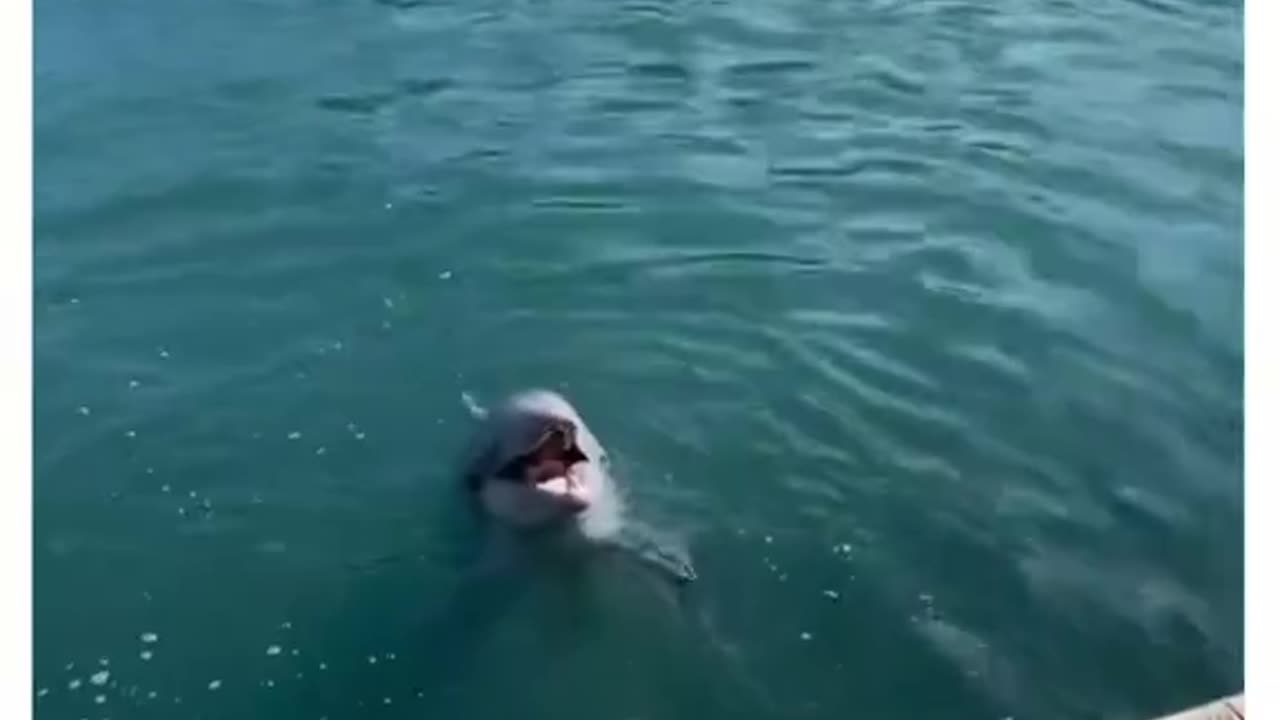 Dolphin frens