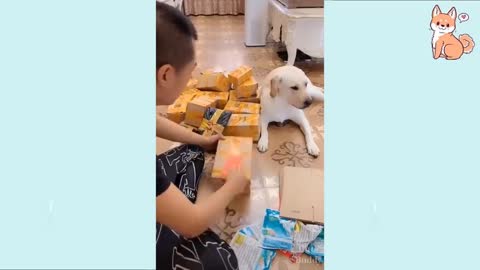 Cute Funny And Smart Dogs Compilation😍❤