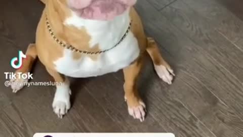 A talking dog!