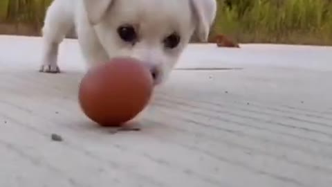 funny puppy