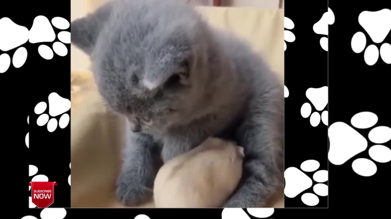 WWA Funniest Pets 😹 Don't try to hold back Laughter