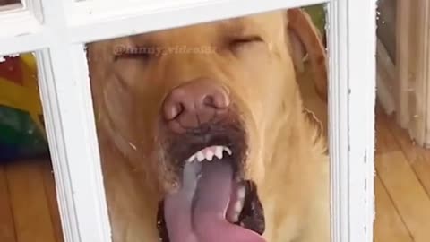 Try not to laugh