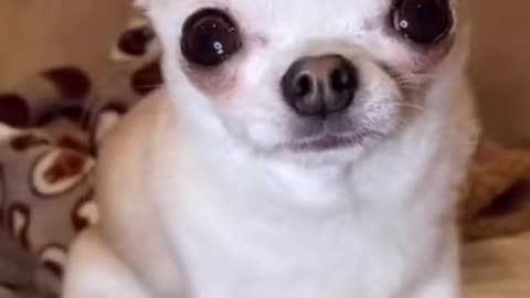 Baby Dogs - Cute and Funny Dog Video