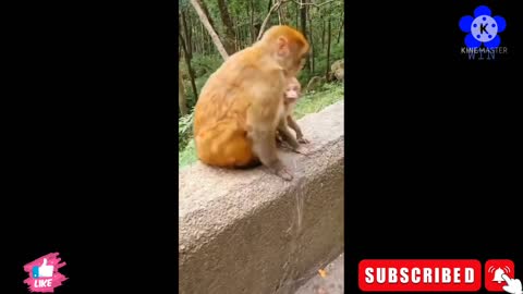 Cute Monkey Baby Funny and Cute Animals