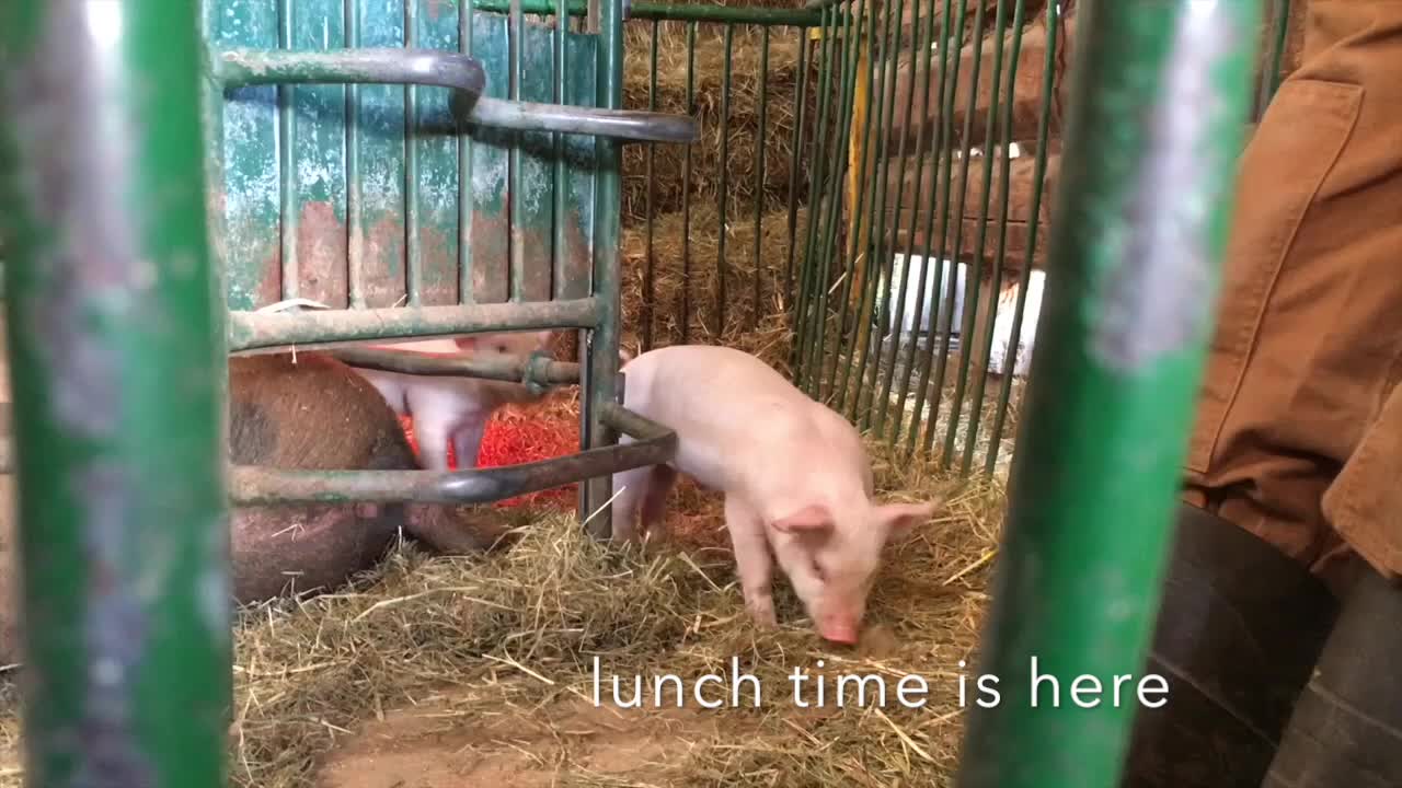 Piglets compete for a spot at the lunch buffet