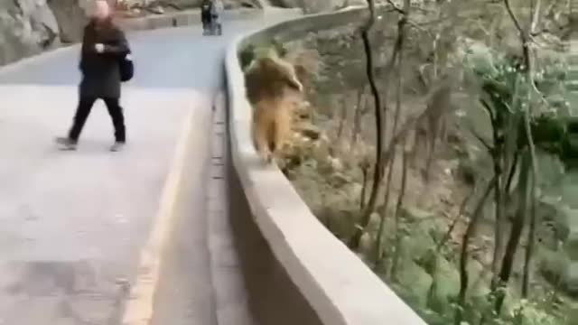 Monkey funny videos