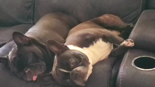 Frenchie Snoring While He's Wide Awake