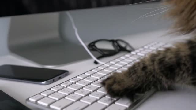 Cute tabby cat is typing text on a computer keyboard