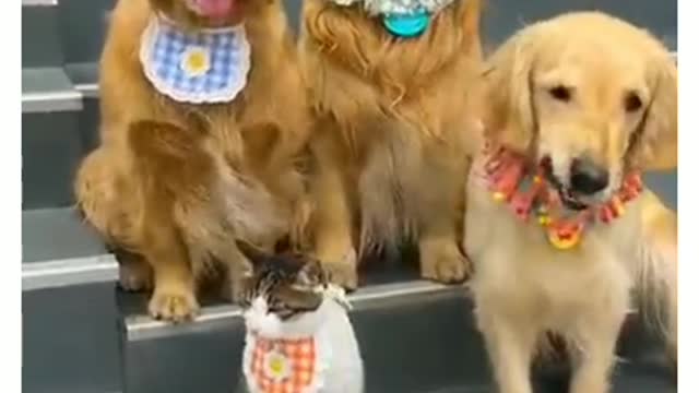 Golden Retriever and kitten very good friend.