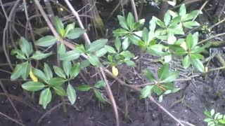 Filming the mangrove at the science museum, I didn't see any crabs there [Nature & Animals]