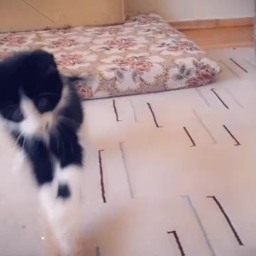 Nice video of playing this cat with a little piece of wool