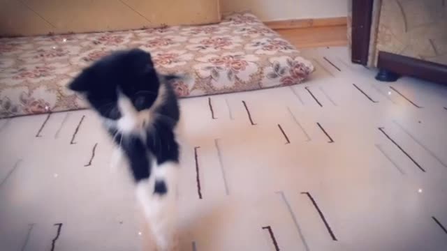 Nice video of playing this cat with a little piece of wool