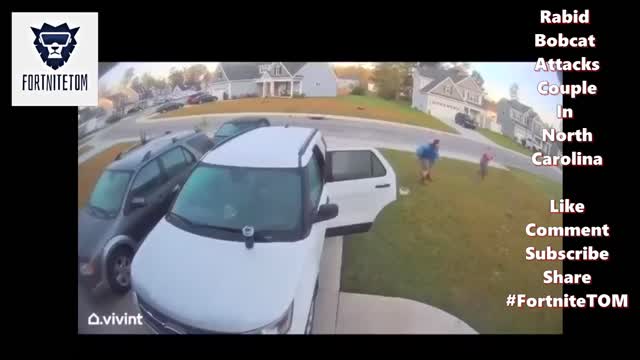 Rabid Bobcat Attacks Woman In North Carolina