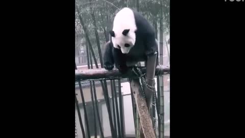 Funny moments of pandas part 4